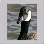 Branta canadensis - Kanadagans 14.jpg